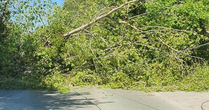 снимка Цветан Цветанов Силният вятър събори голямо дърво и блокира пътя