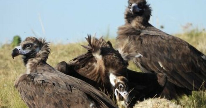 снимка Зелени БалканиЧерният лешояд карталът е защитен вид включен в Закона