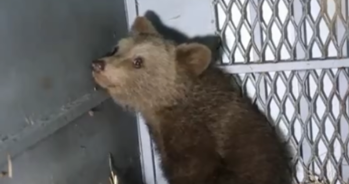 кадър: БНТПопулацията на кафява мечка в България е намалява заради