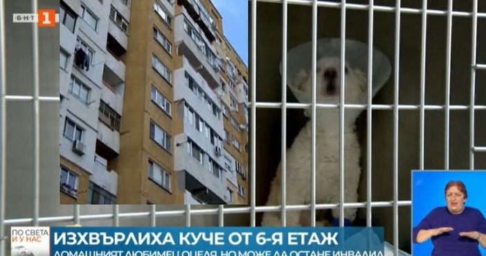 Кадър БНТ Мъж от ж.к. Младост в София е изхвърлил кучето
