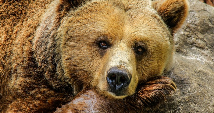 Снимка PexelsБългарската мечка която предизвика световен интерес с това че