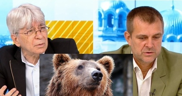 кадри БНТ PexelsРедактор  Първата причина за нападението на мечката край Белица