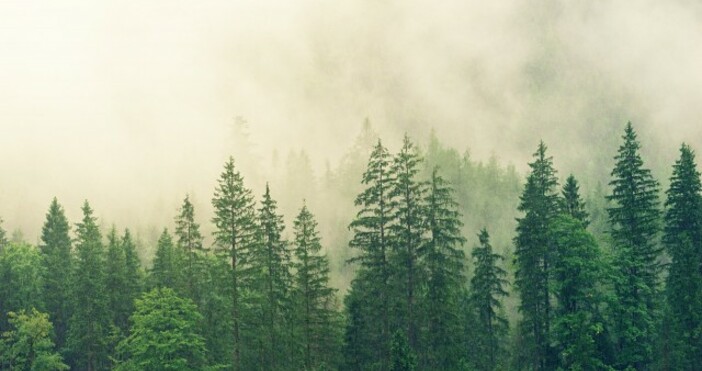 снимка PixabaСпоред учените тези особености произтичат от факта че горските