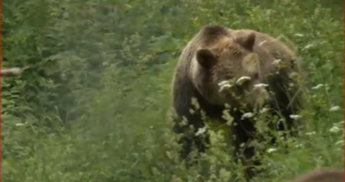 кадър БНТЖената нападната от мечка докато бере гъби край Белица