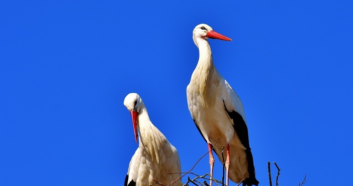  снимка  PixabayСлед възстановяването им птиците ще бъдат освободени в природата Четири птици