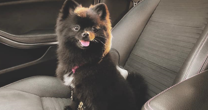 На 14 07  кученцето е избягало от вкъщи около 6 30 ч  сутринта в