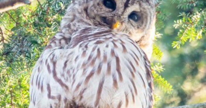 снимка: Barry the Barred Owl, ТуитърОхраната на Ceнтрал парк заяви, че