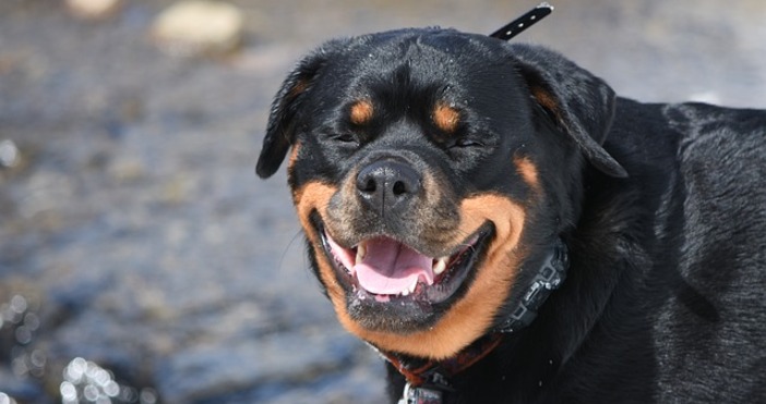 ПиксабейПореден ужасен инцидент с домашно куче Става на центъра на Долна