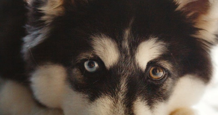 Внимавайте в Русе препродават изгубени кучета съобщава  Често продавачите лъжат потребителите че