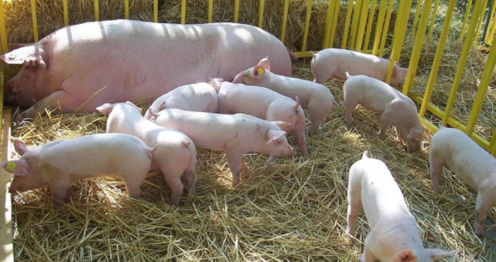 снимка БулфотоОгнище на африканска чума по свинете е открита в