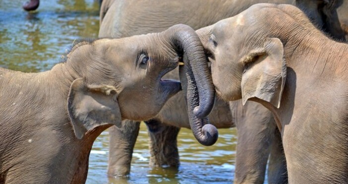 снимка PixabayВ Шри Ланка има около 7500 диви слона сочат