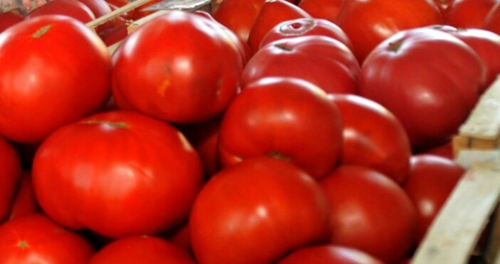 снимка Булфото7Най скъпите домати са във Варна Тяхната цена достигна  4 03
