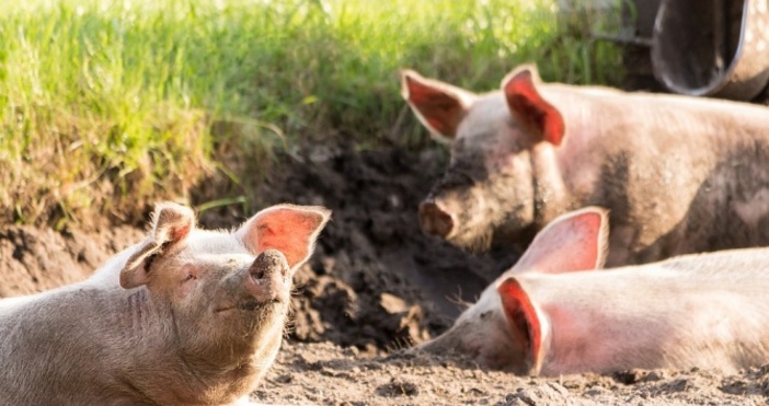 БулфотоБолезнена травма нанесе избиването на свинете на стопаните  Избиването на прасетата