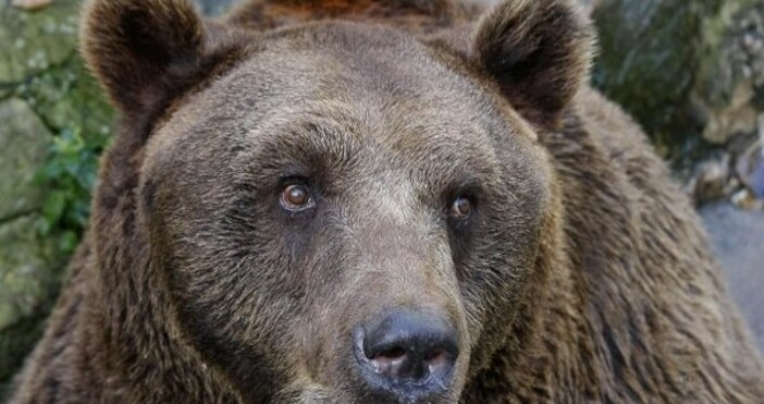 снимка БулфотоТрима варненски туристи срещнаха мечка на панорамна пътека над с