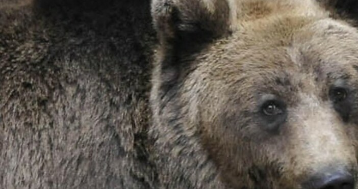 илюстрация БулфотоМъртвото тяло на мечката, която унищожавала животниите на жителите
