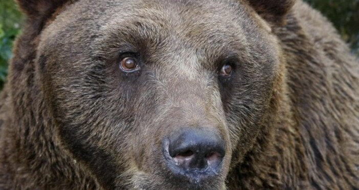 снимка Булфото архивСлед като мечката от Родопите която притеснявала хората