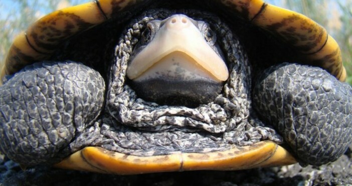 снимка   PixabayДиамантеногърбата сладководна костенурка обитава блатистите райони на САЩ като