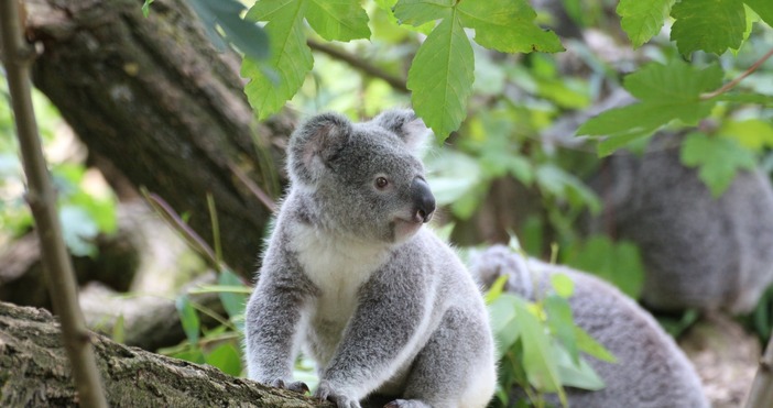 Снимзка: PixabayОколо 400 австралийски коали ще бъдат ваксинирани срещу хламидия
