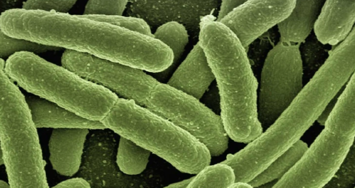 Менингококите са само един от типовете бактерии които могат да