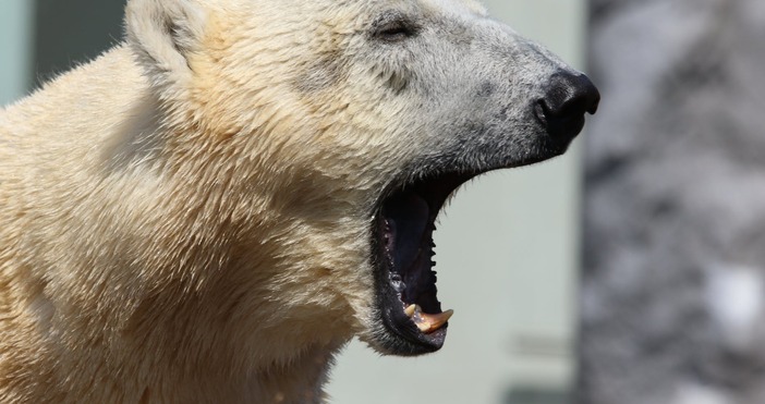 Бюлата полярна мечка Катюша почина в Берлин Тя бе най възрастната