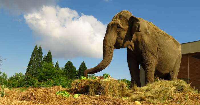 Слоницата Артайда най възрастното животно в столичния зоопарк е починала