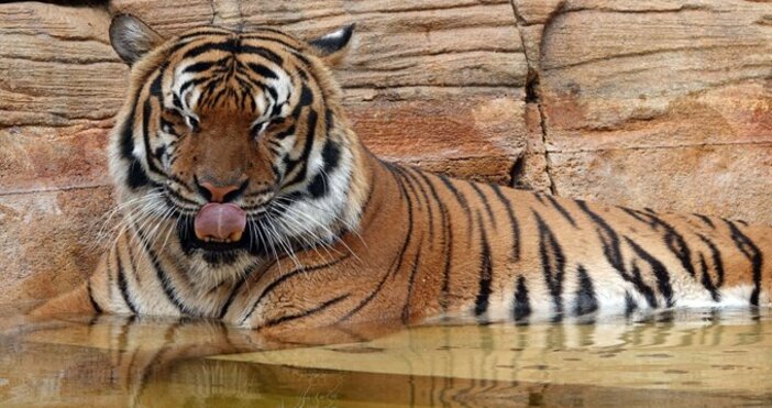 Малайски тигър от Неаполитанската зоологическа градина във Флорида бе застрелян след като