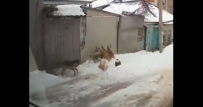 Във Воронеж в Русияшофьор спаси котка от глутница бездомни кучета.Мъжът
