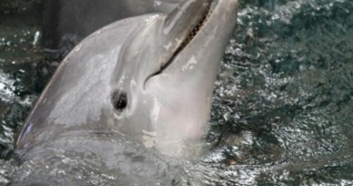 Рибори спасиха делфин заседвал в плитчина край Бургас  Това е станало