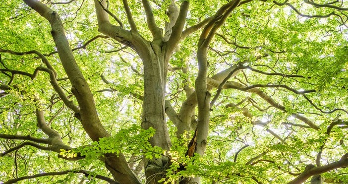 Онлайн гласуването ще продължи през целия месец на www treeoftheyear org  Дядо Кльовото дърво