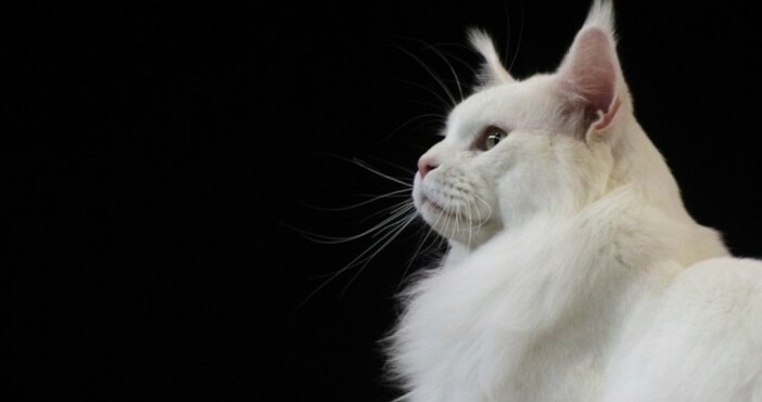 снимки   InstagramИ ако типичната домашна котка е напълно пораснала до 1 2 годишна