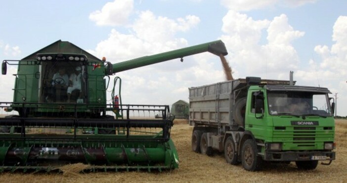 От утре ще започне реалното изкупуване на зърно за резерва