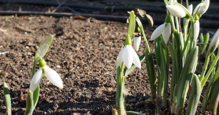  Пролетни стойности на много места в страната в четвъртък  През нощта