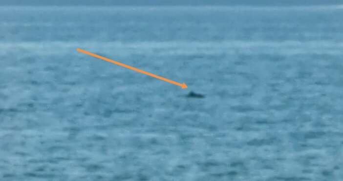 Варненци видяха делфин в морето пред Рибарския плаж. Видео от