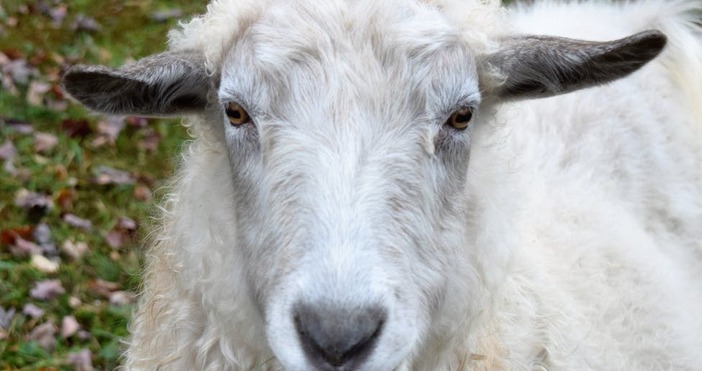 11 агнета са били откраднати съобщават от полицията Служители на