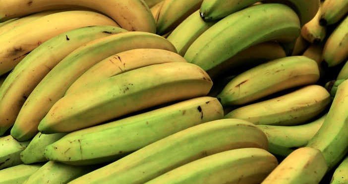 В Италия намериха 654 килограма кокаин скрит в банани Властите