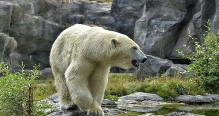Полярна мечка е забелязана в канадската провинция Квебек южно от
