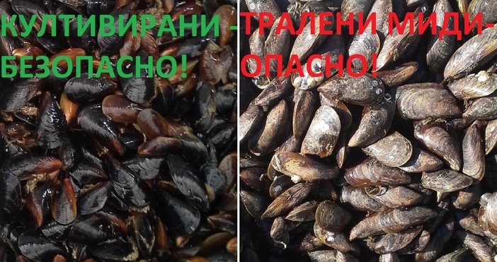 снимки Мидите са любим морски деликатес за българите в последните