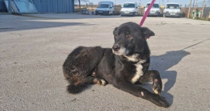 Сн ОПБКТърсят нов управител на кучешкия приют край Варна Община Варна