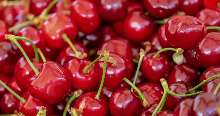 Годината ще е добра за череши кайсии и сливи но