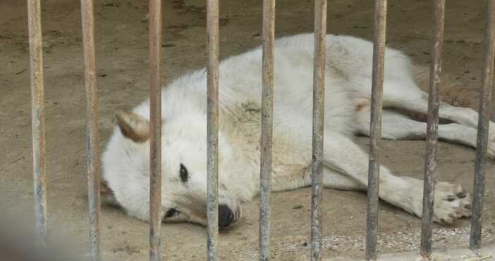 Снимки Нона Петрова  Чисто бял вълк в Хасковски зоопарк буди съчувствие
