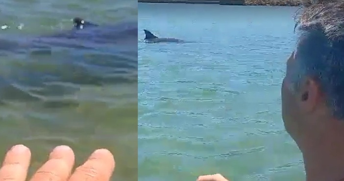 Делфин се появи на Аспаруховия плаж във Варна Морският бозайник е
