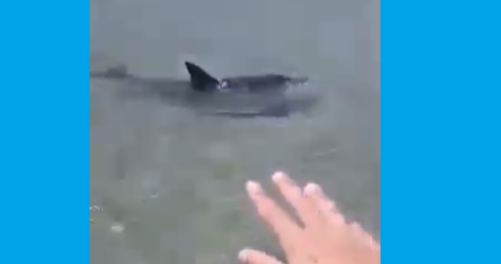 Големият делфин който се появи на Аспаруховия плаж във Варна