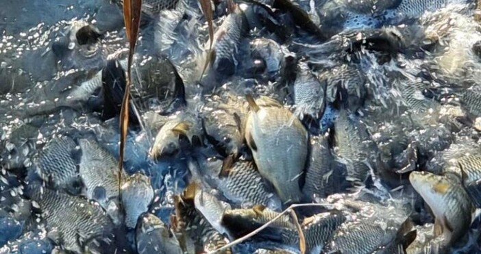 За голямо количество мъртва риба в района на язовир Студен