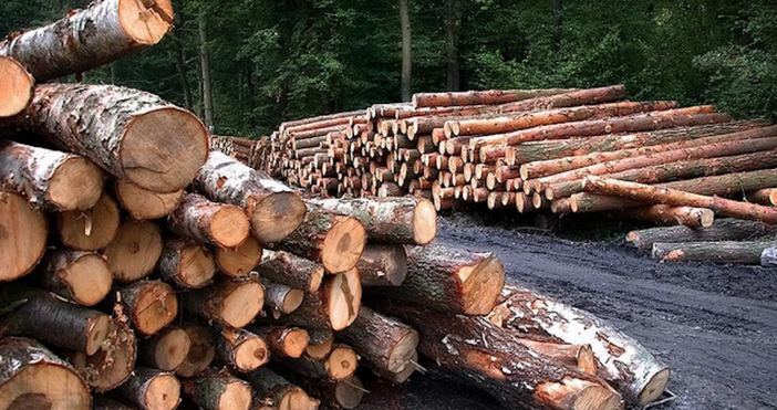 Унищожават системно специална за България гора  Незаконна сеч в горите – наследство от