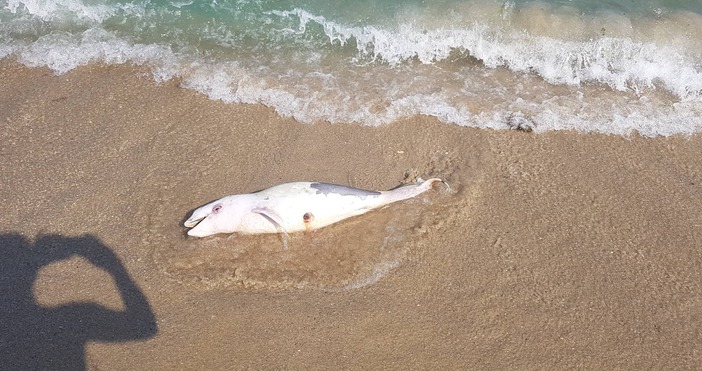 Снимки Кармен ЧивиджиянМъртво делфинче изплува на Централния плаж във Варна То се
