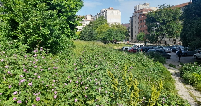 Тревите в зелените площи на ул Тодор Димов във Варна