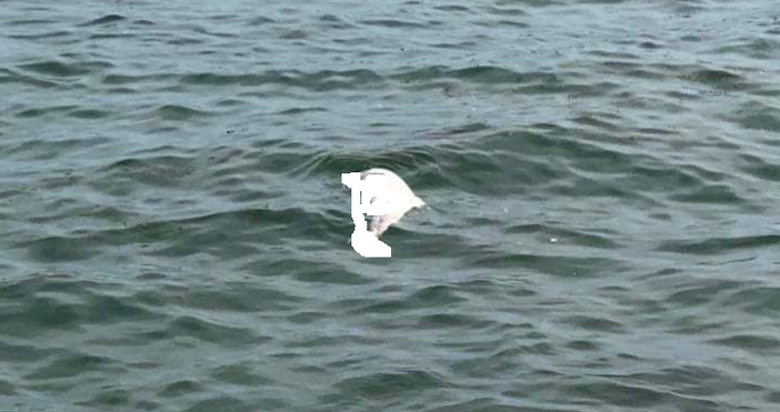 Мъртъв делфин албинос изхвърли морето във Варна Трупът на бозайника бе