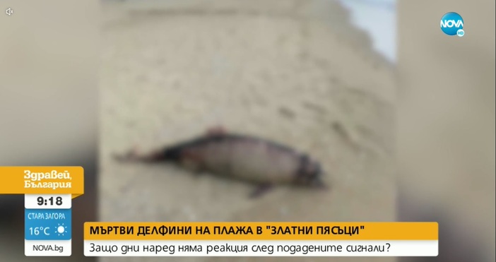 За мъртви делфини, открити на плажа в Златни пясъци, съобщава