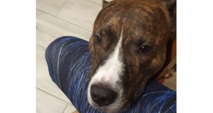 Хектор е 9 годишният любимец на семейство Станкови от Варна Преди