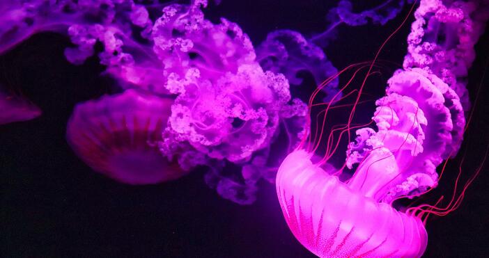 Необичайно явление край курортите в Гърция Изключително неприятната лилава медуза